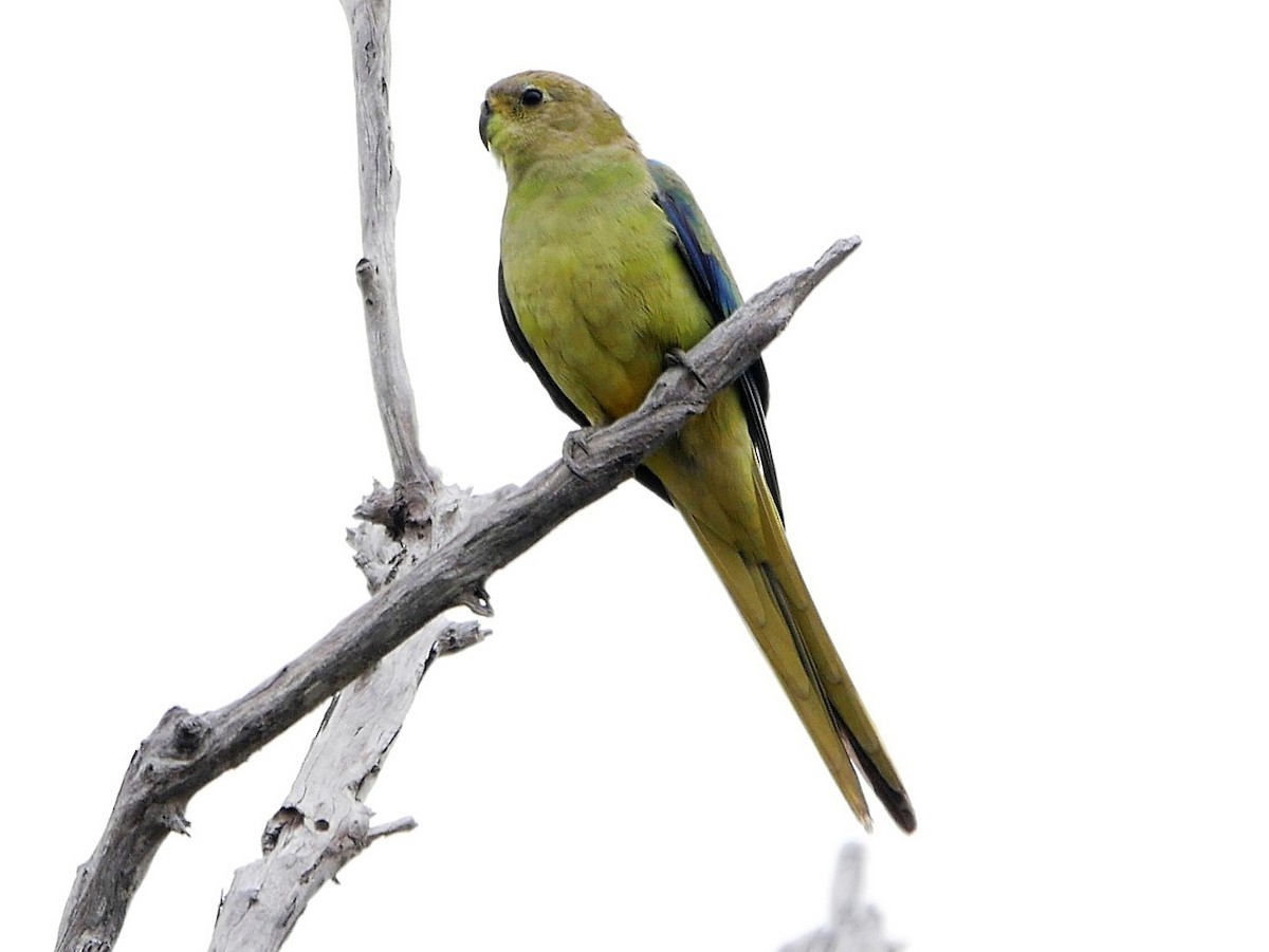 Elegant Parrot - ML324676591