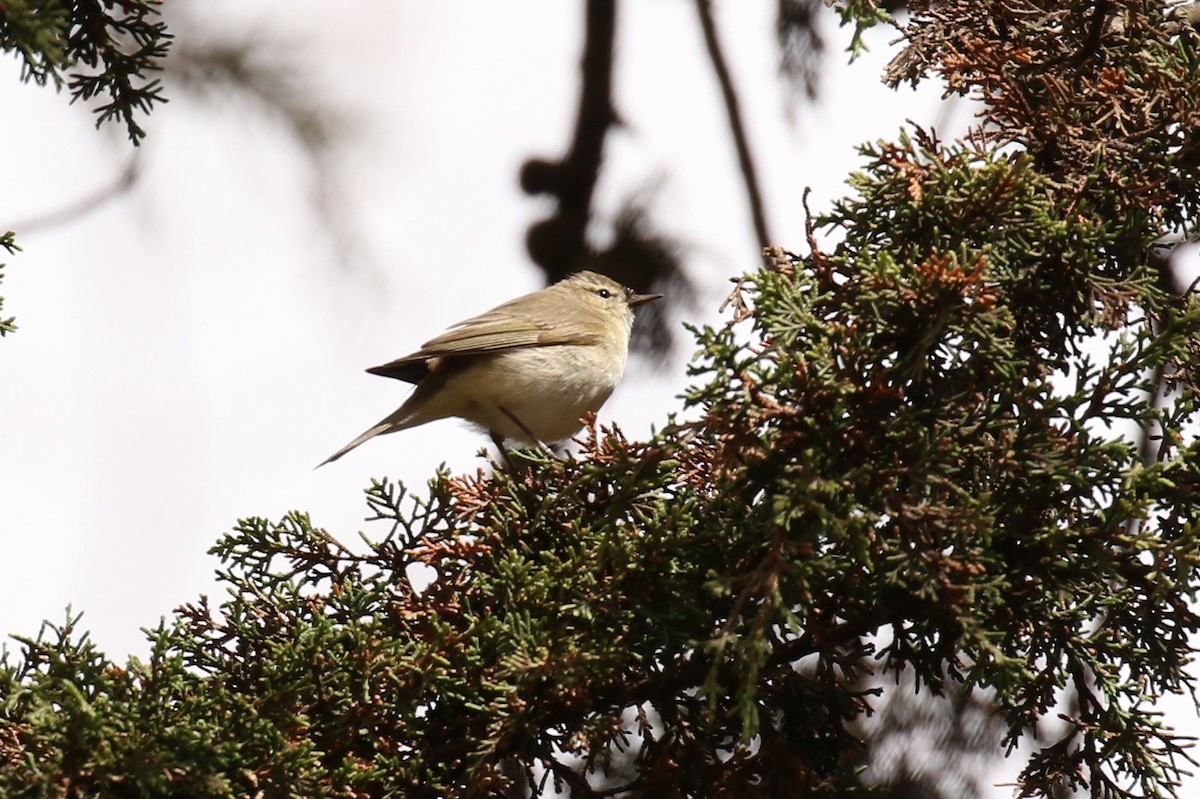 Common Chiffchaff - Fikret Ataşalan