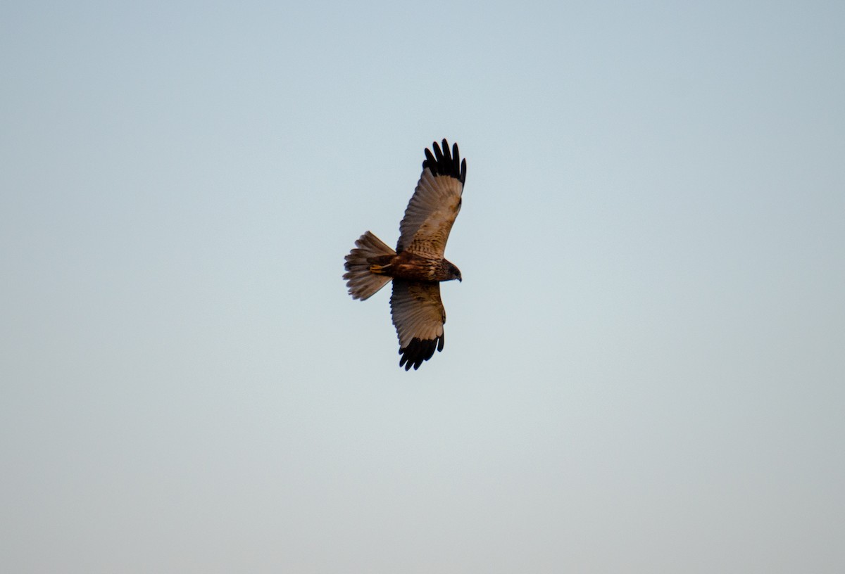 Western Marsh Harrier - ML324680461