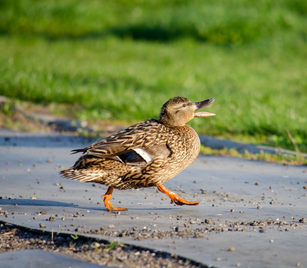 Canard colvert - ML324680481