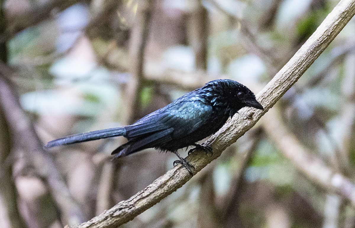 Küçük Raket Kuyruklu Drongo - ML324680491