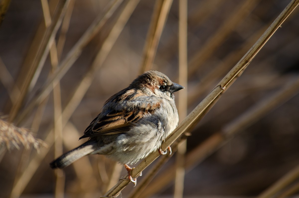 Moineau domestique - ML324680541