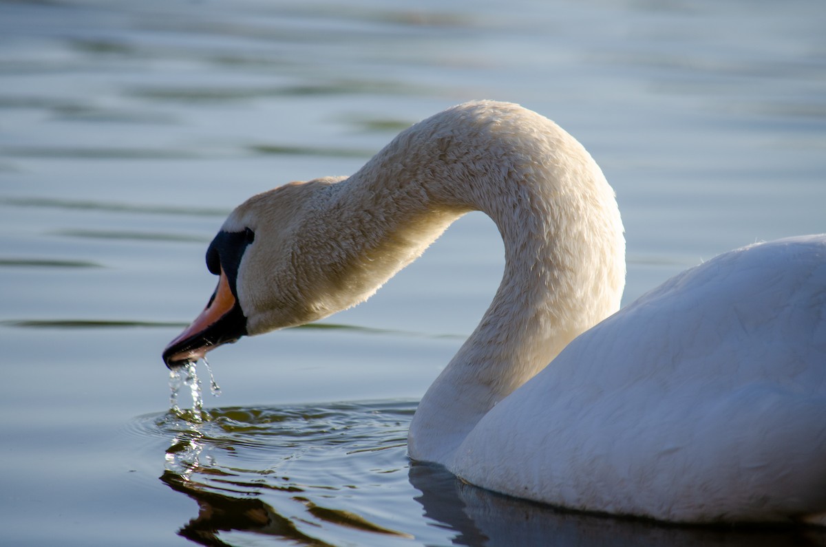 Cygne tuberculé - ML324680551