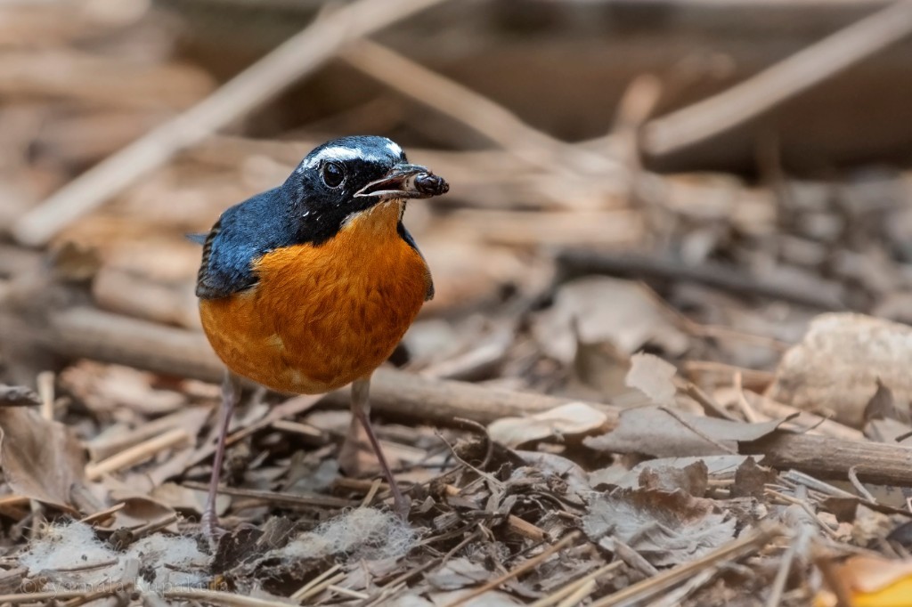 Indian Blue Robin - SYAMALA RUPAKULA