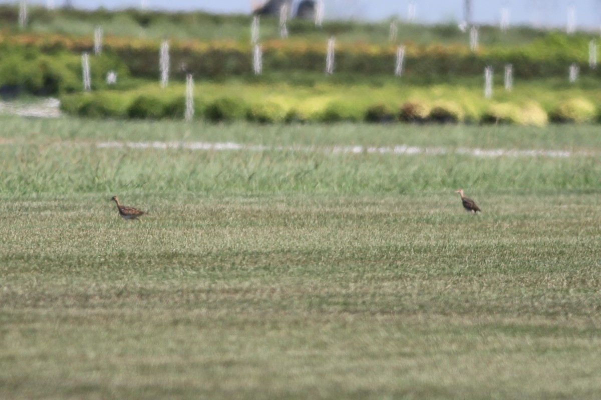 Upland Sandpiper - David Weber