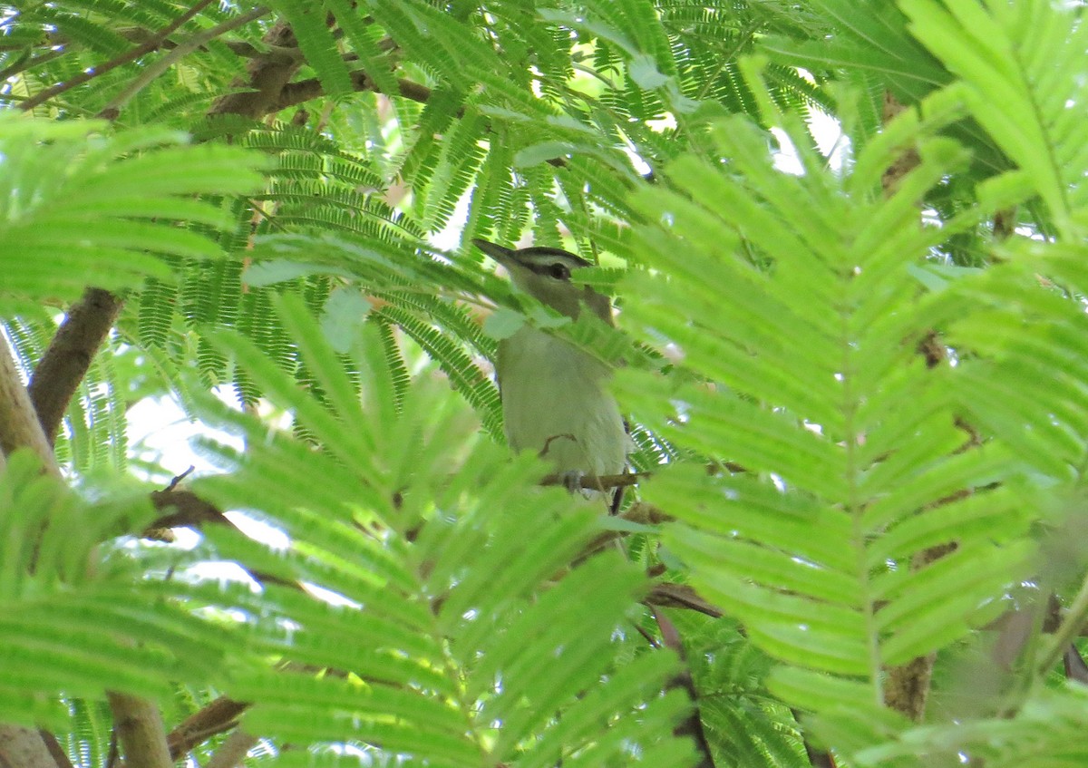 Red-eyed Vireo - ML32468261