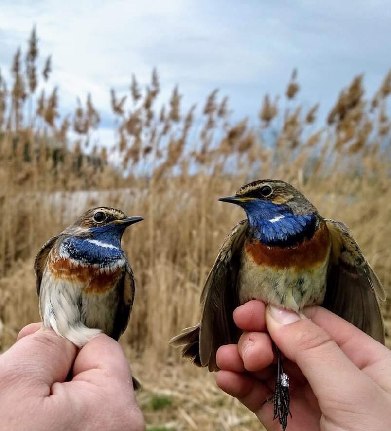 Bluethroat - ML324682631