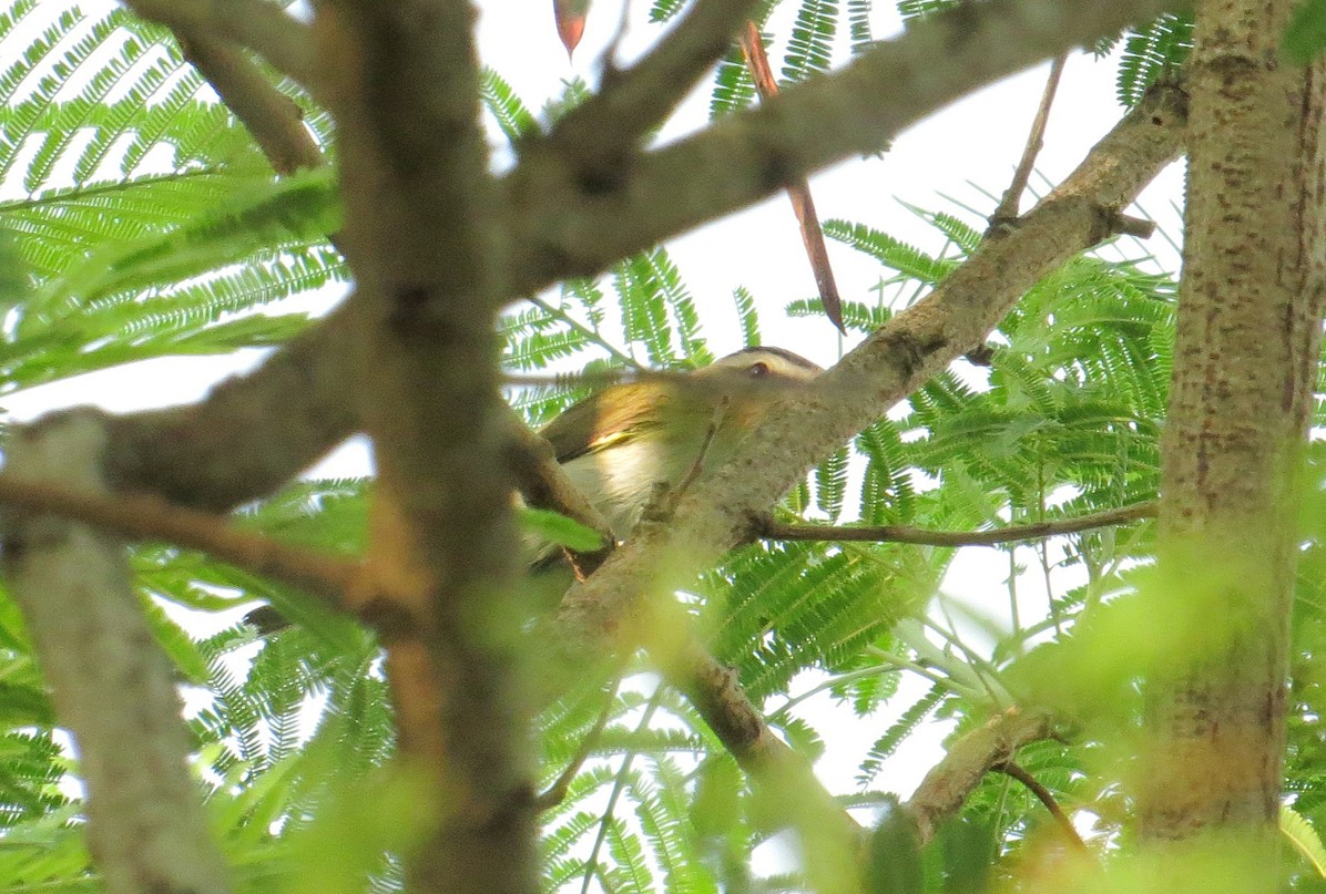 Red-eyed Vireo - ML32468271