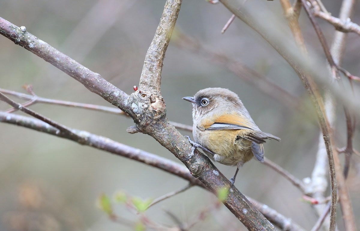 Taiwan Fulvetta - ML324684831