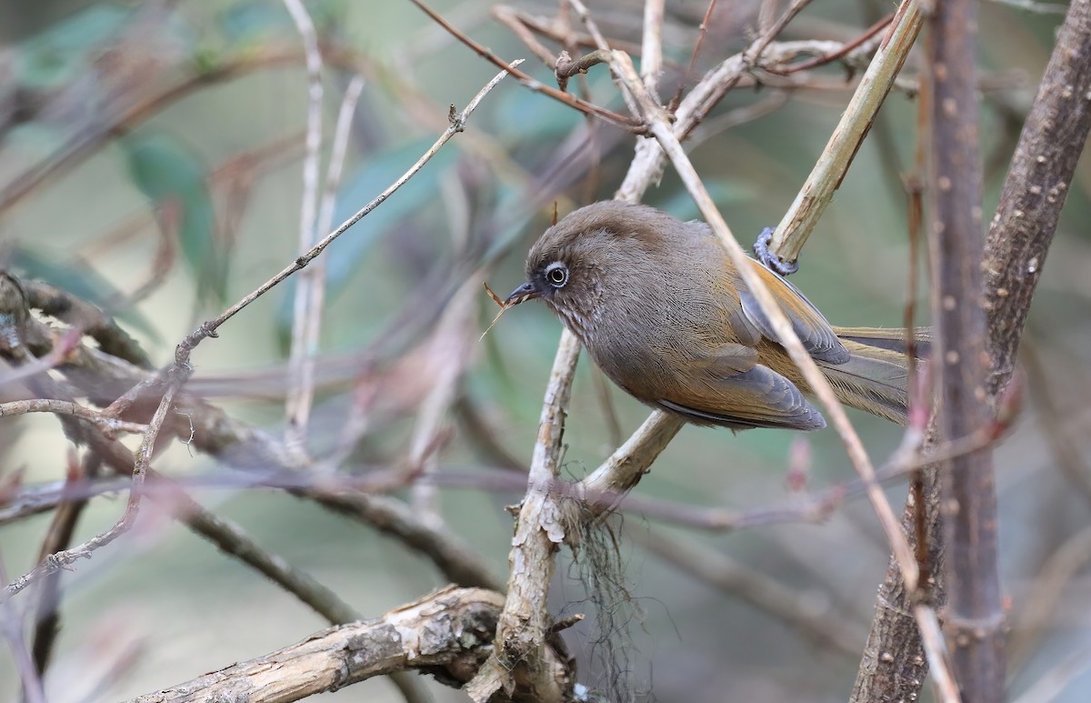 褐頭花翼 - ML324684851