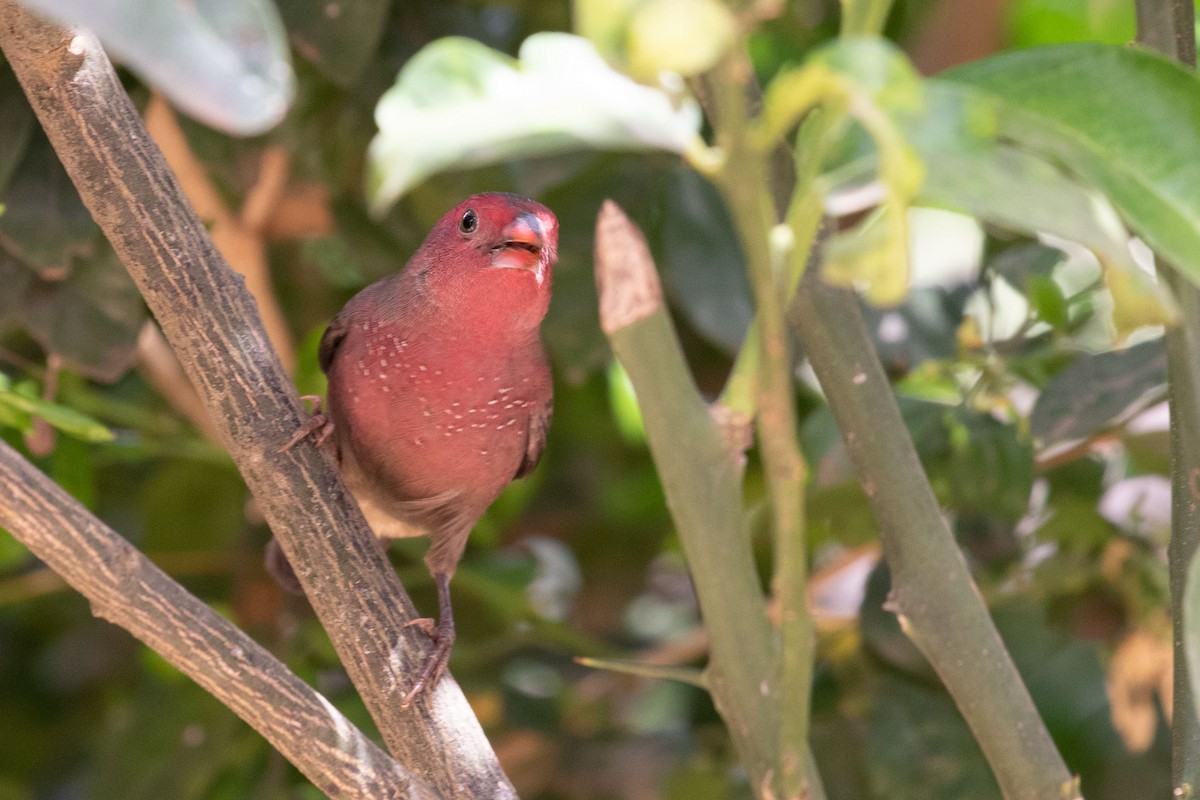 Bar-breasted Firefinch - Vincent Romera