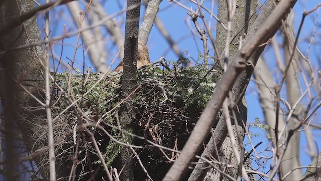 Red-shouldered Hawk - ML324685381