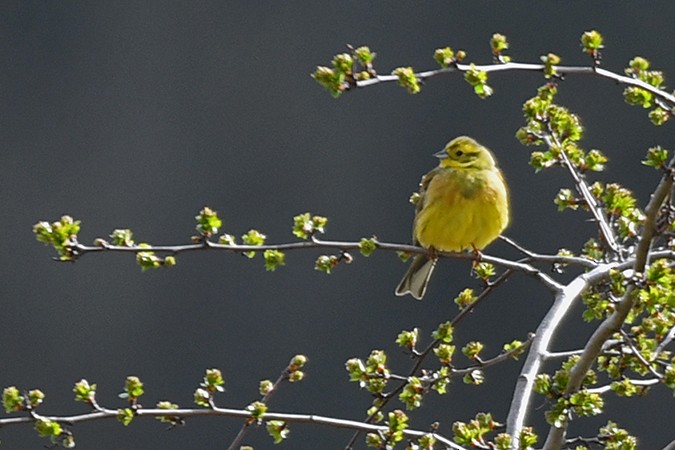 Yellowhammer - ML324685721