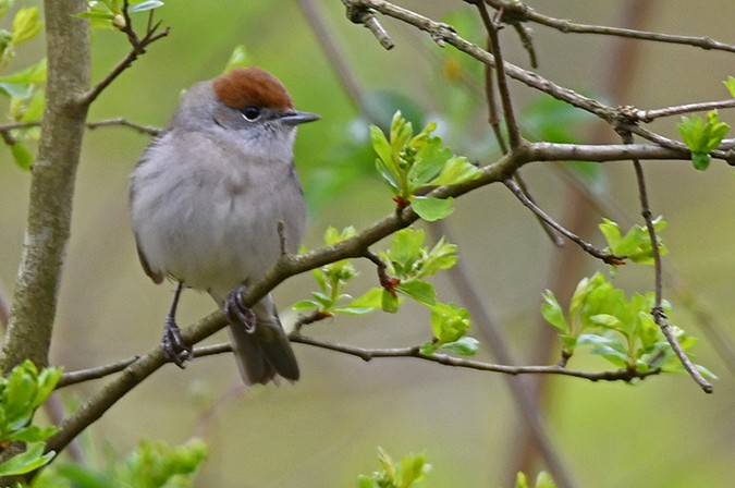 Eurasian Blackcap - ML324685751