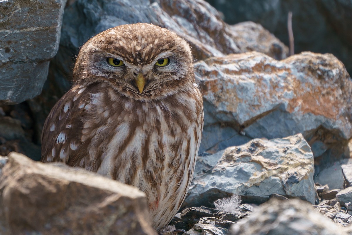 Little Owl - babur hakarar