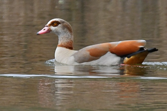 Egyptian Goose - ML324686581