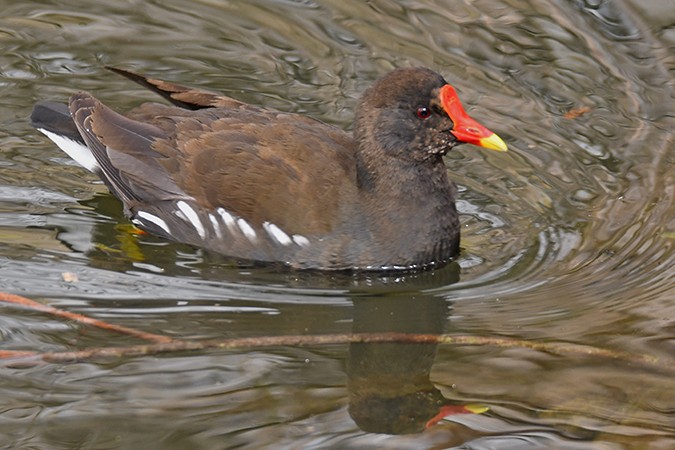 Eurasian Moorhen - ML324686591