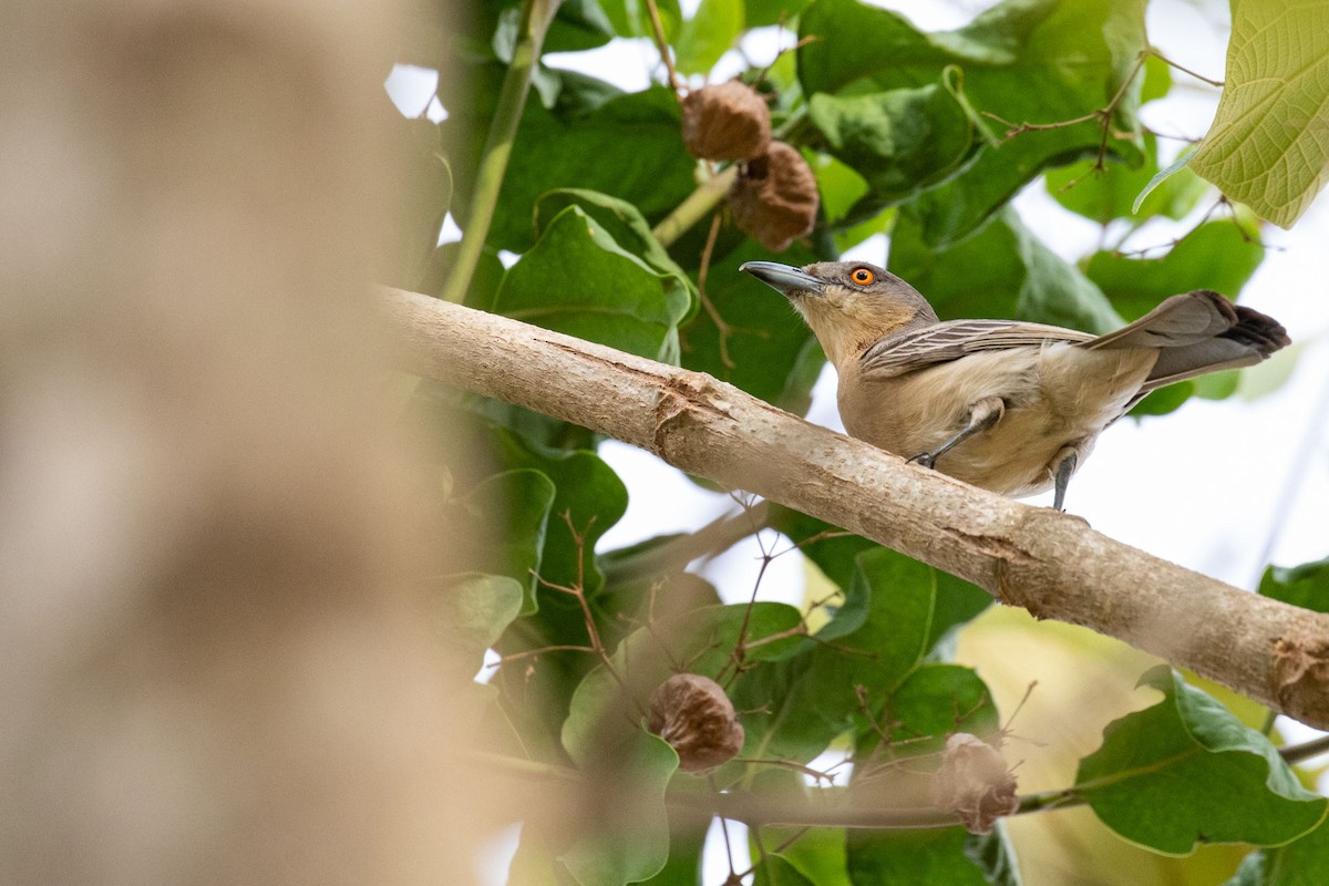 Gambia-Schneeballwürger - ML324687511