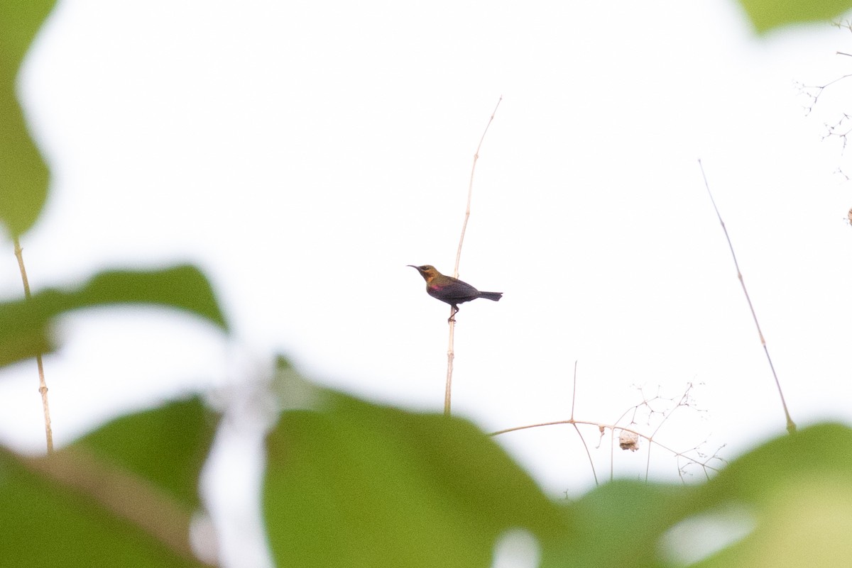 Copper Sunbird - Vincent Romera