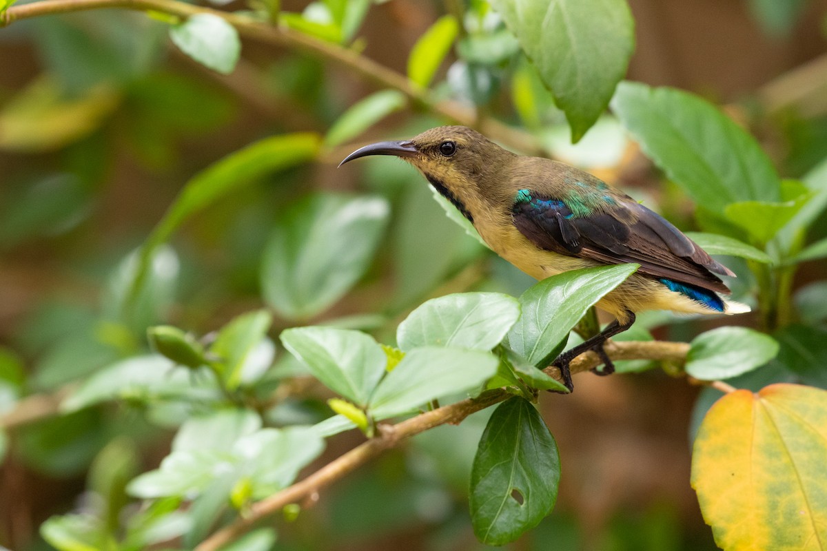 Variable Sunbird (Yellow-bellied) - ML324687631