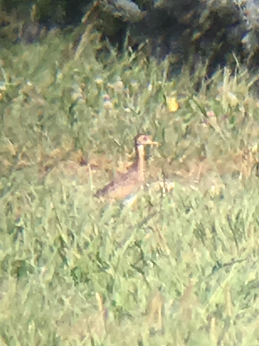 Upland Sandpiper - David Weber