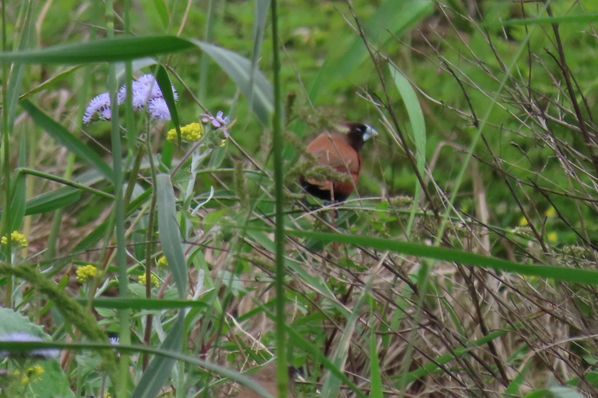 Chestnut Munia - ML324688241