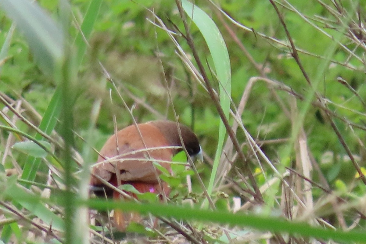 Chestnut Munia - ML324688291