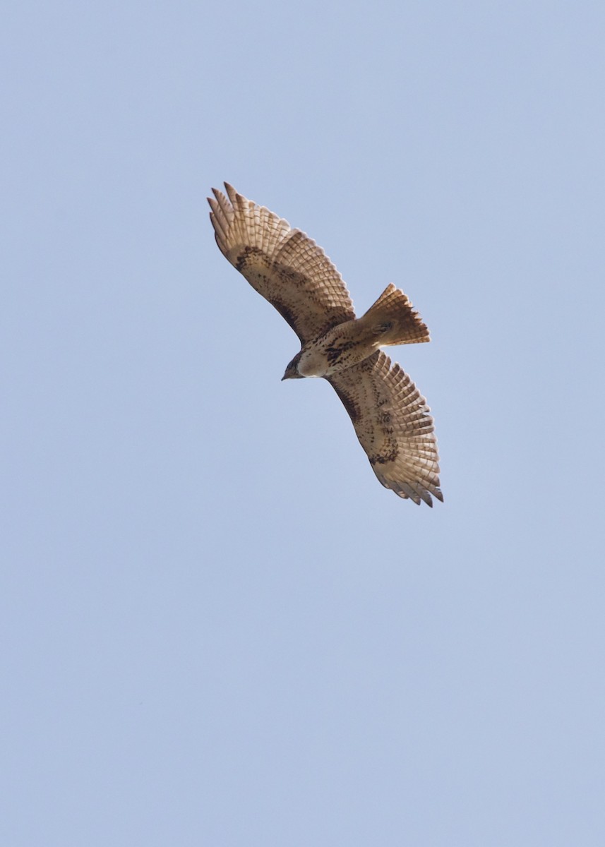 Red-tailed Hawk - ML324690551