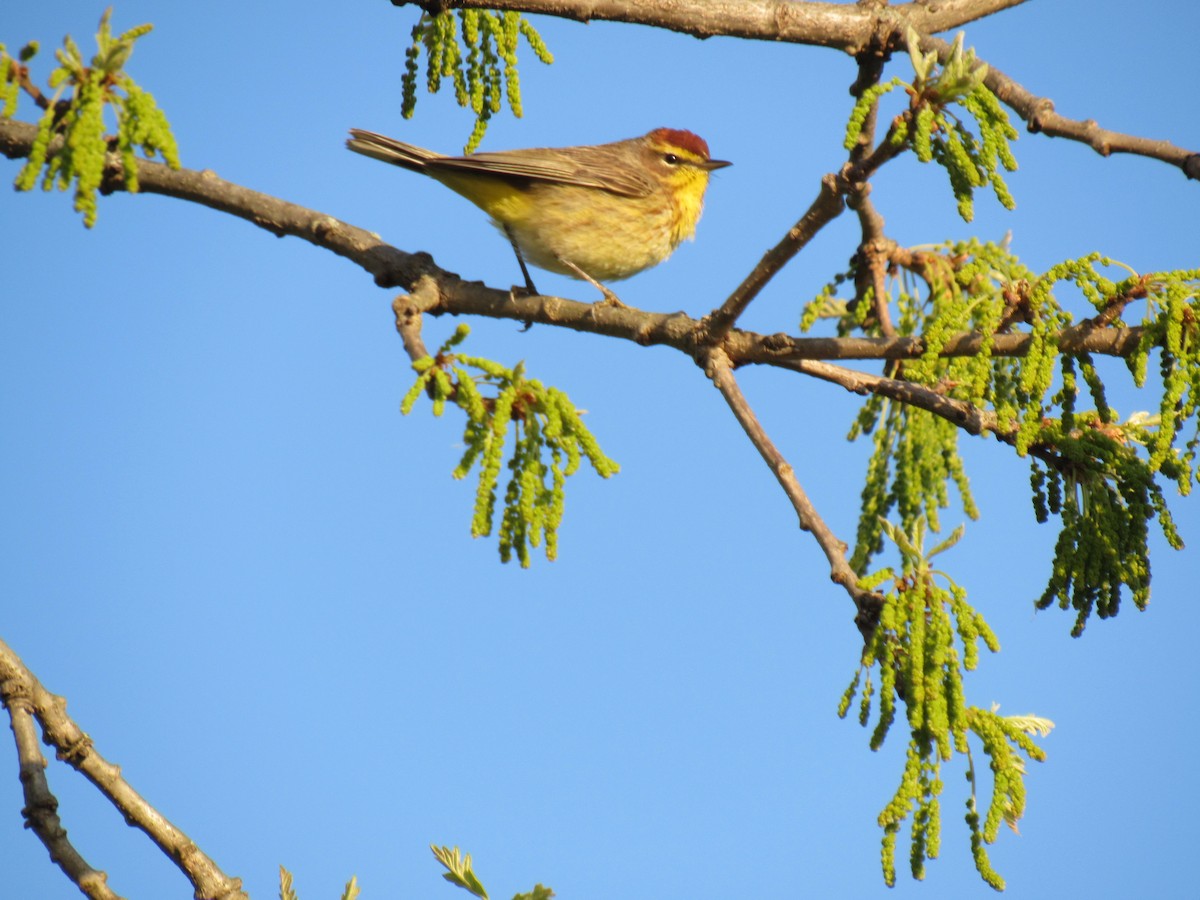 Palm Warbler - ML324691611