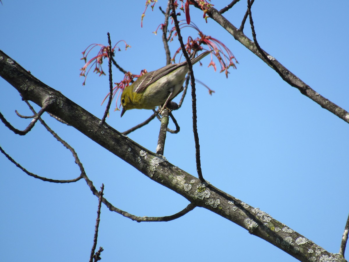 Pine Warbler - ML324692311