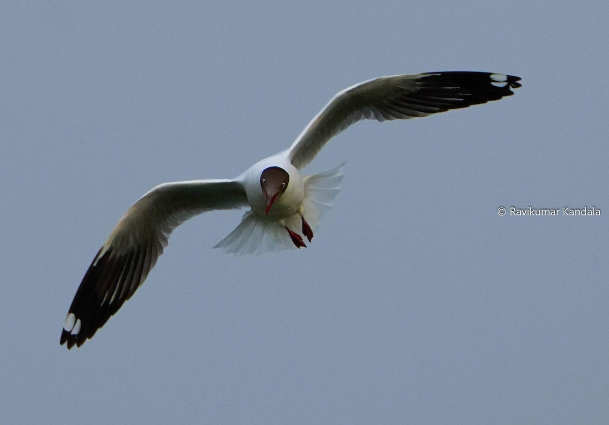 Brown-headed Gull - ML324692941