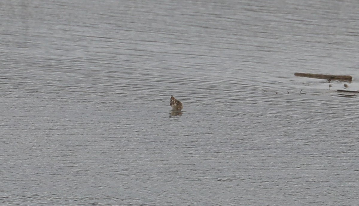 Pectoral Sandpiper - ML324693511