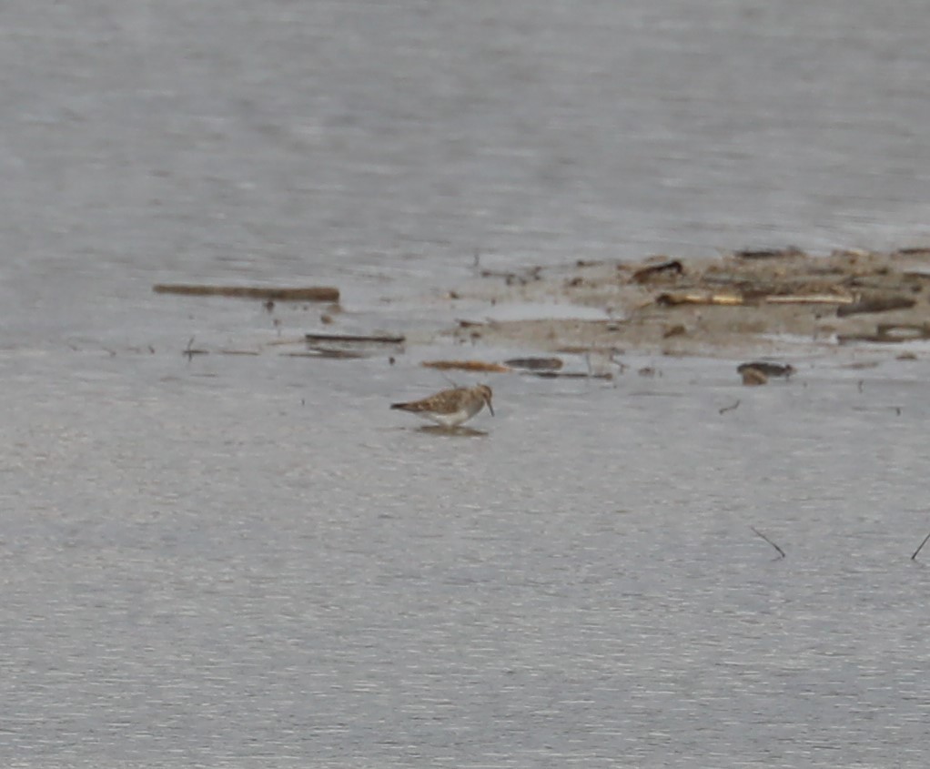 Pectoral Sandpiper - ML324693521