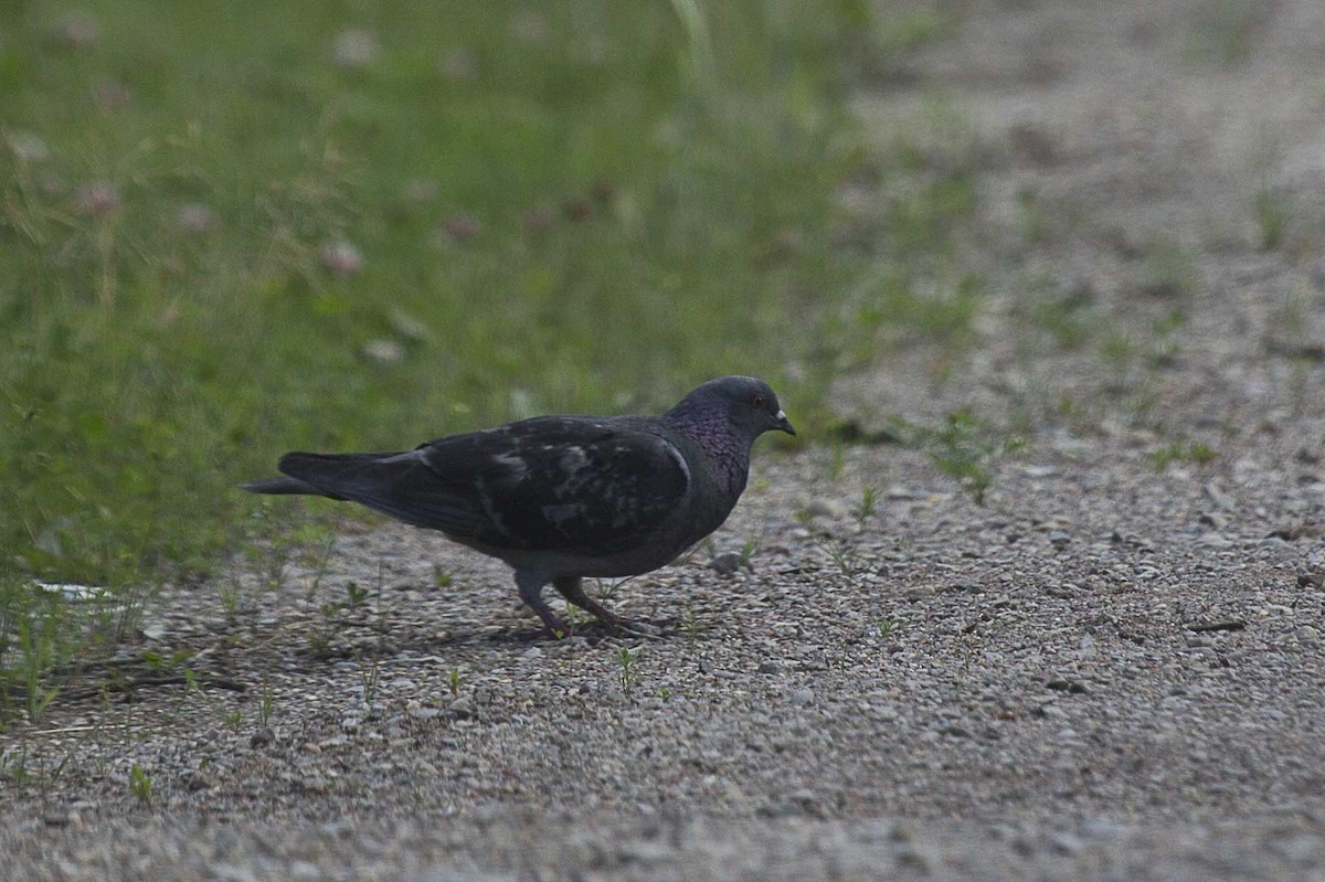 Rock Pigeon (Feral Pigeon) - ML32469381