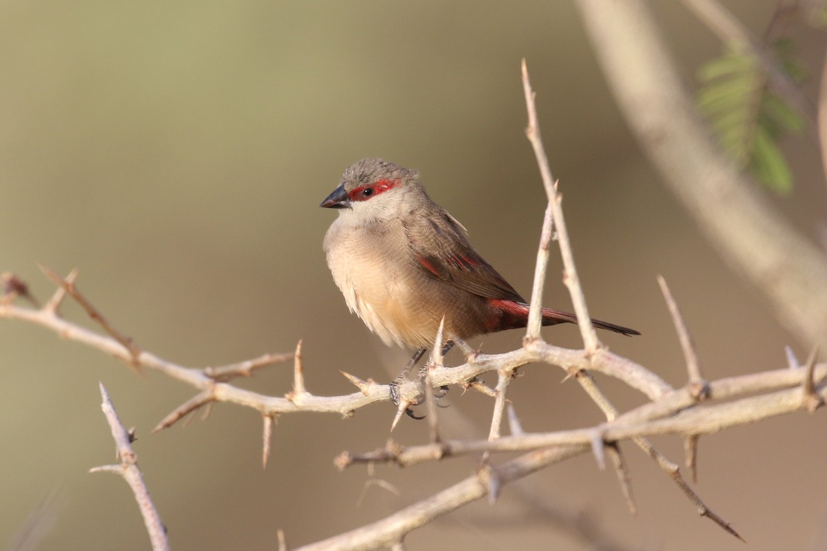 Crimson-rumped Waxbill - Fikret Ataşalan