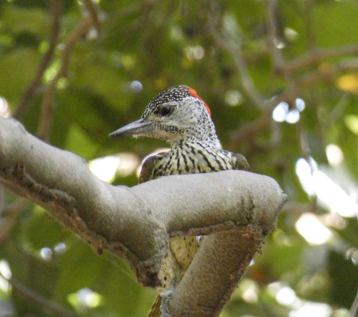 Golden-tailed Woodpecker - Anonymous