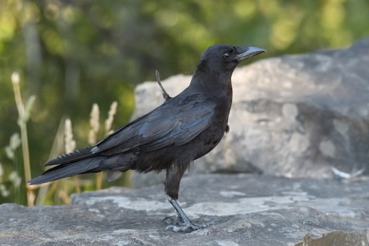 American Crow - ML324702001