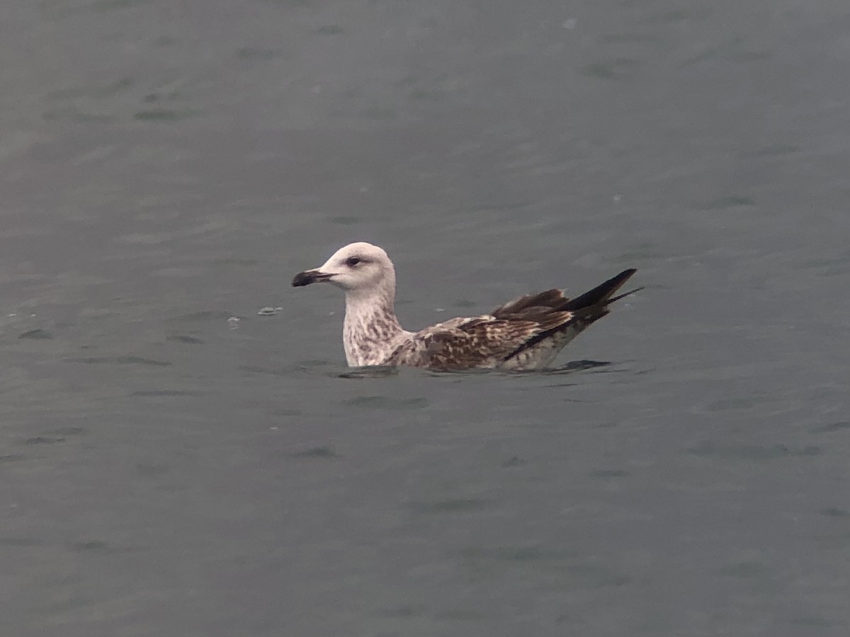 Yellow-legged Gull - David Campbell