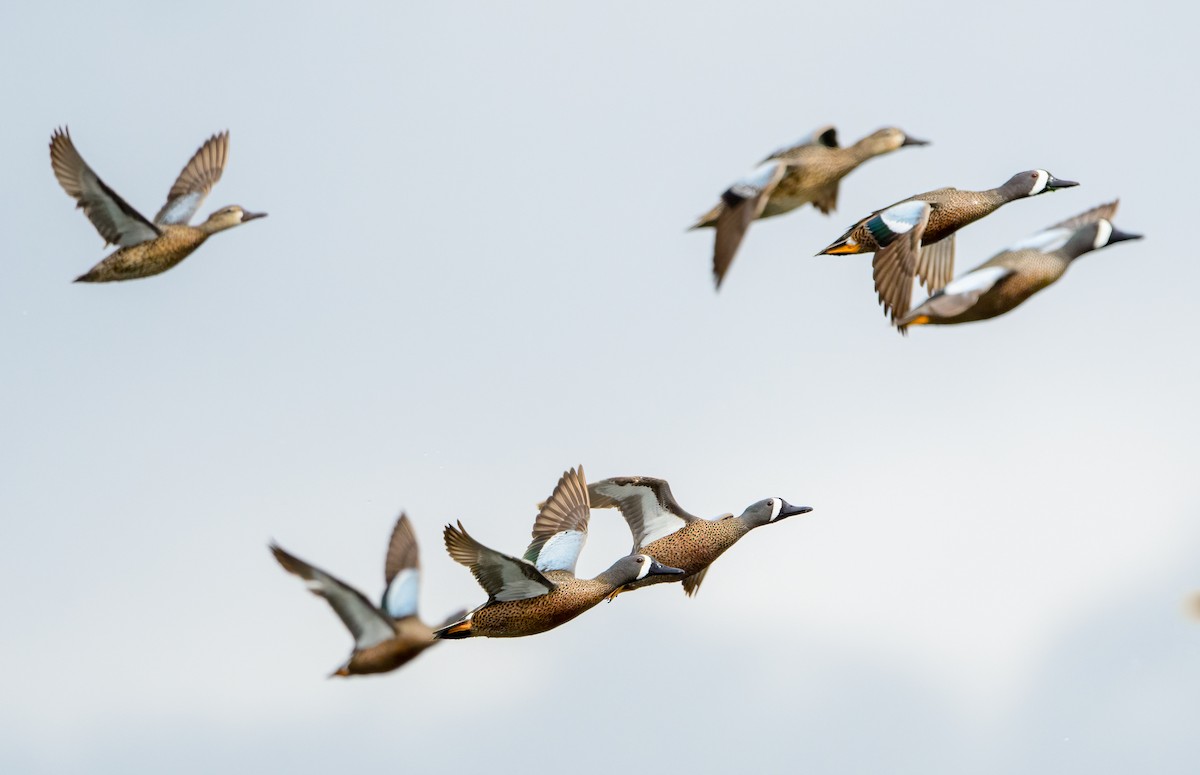 Blue-winged Teal - Cynthia Carlson