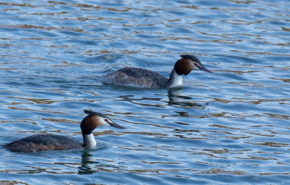 Great Crested Grebe - ML324704331