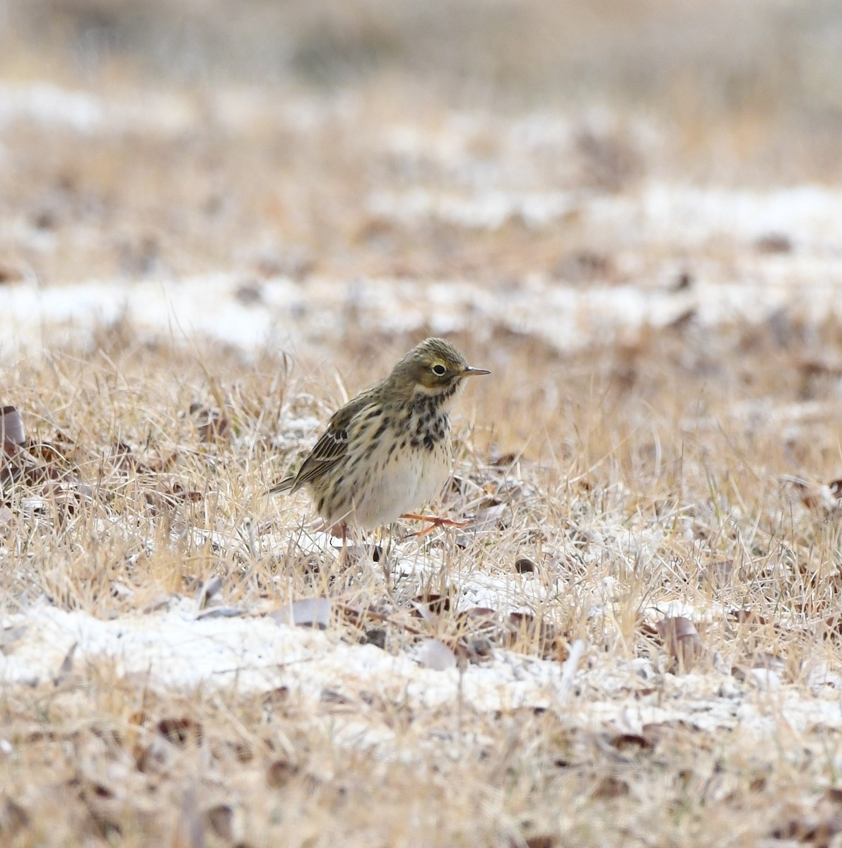 Meadow Pipit - ML324704961