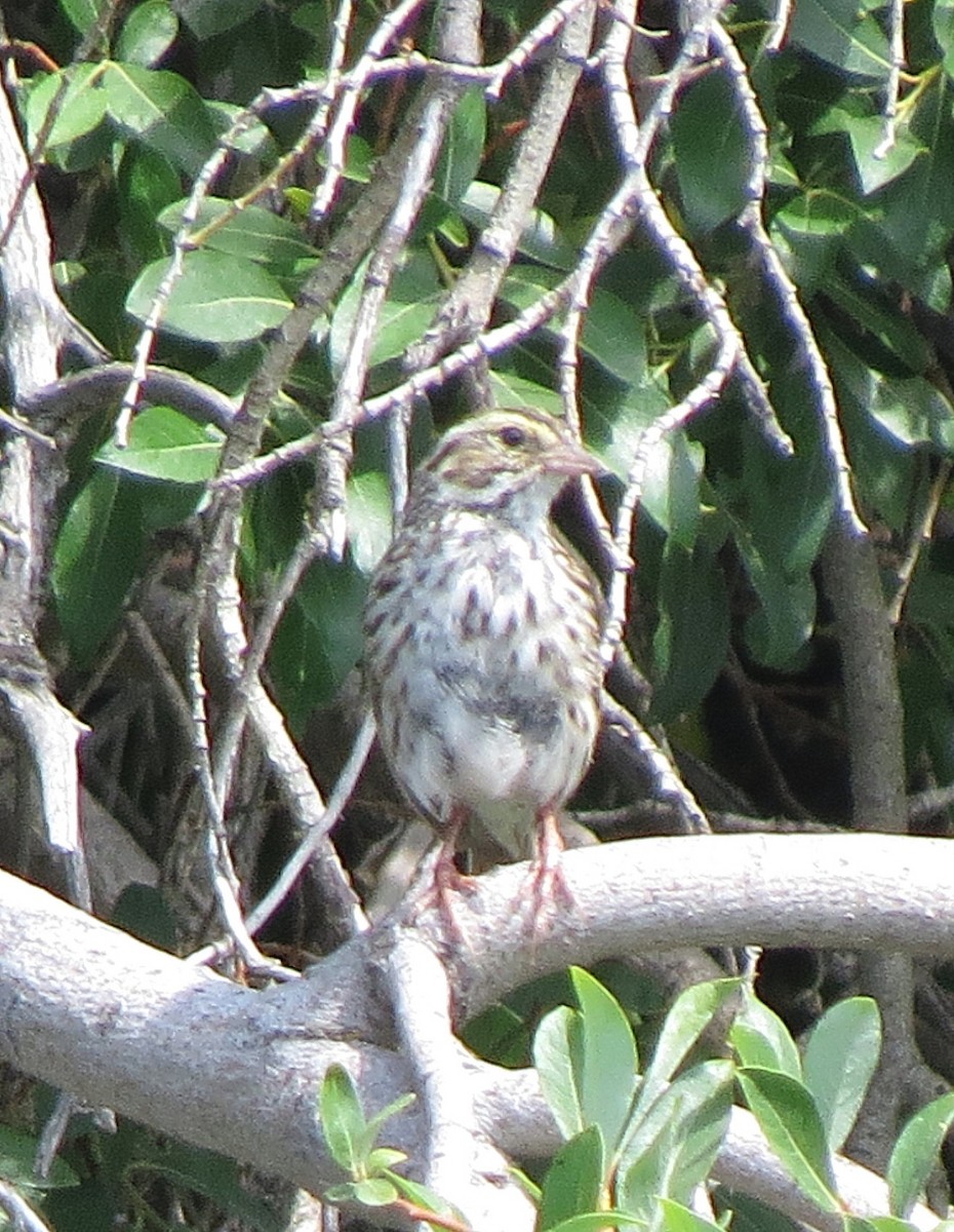 Savannah Sparrow - Marya Moosman