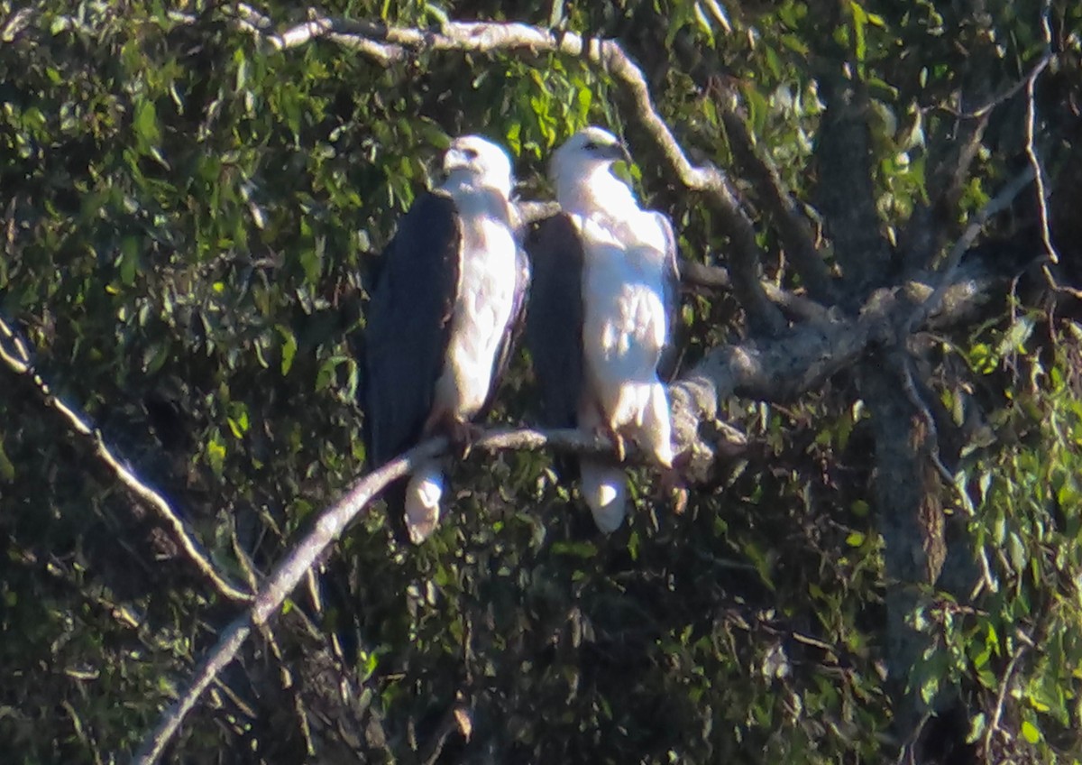 White-bellied Sea-Eagle - ML324705951