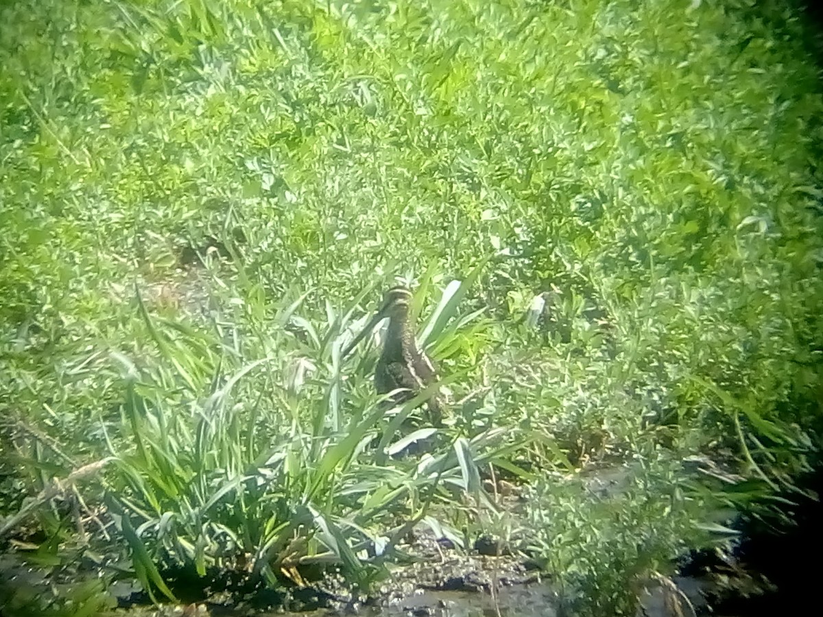 Wilson's Snipe - Edwin Jacobo