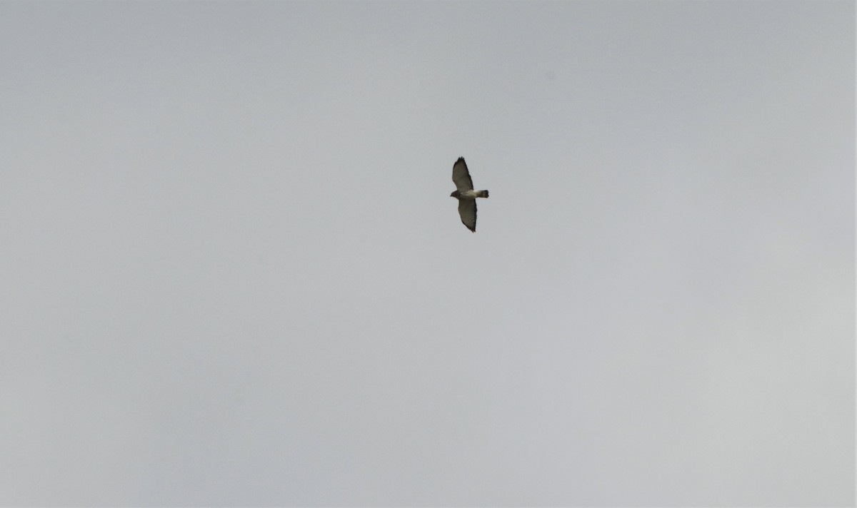 Broad-winged Hawk - Scotty Lofland