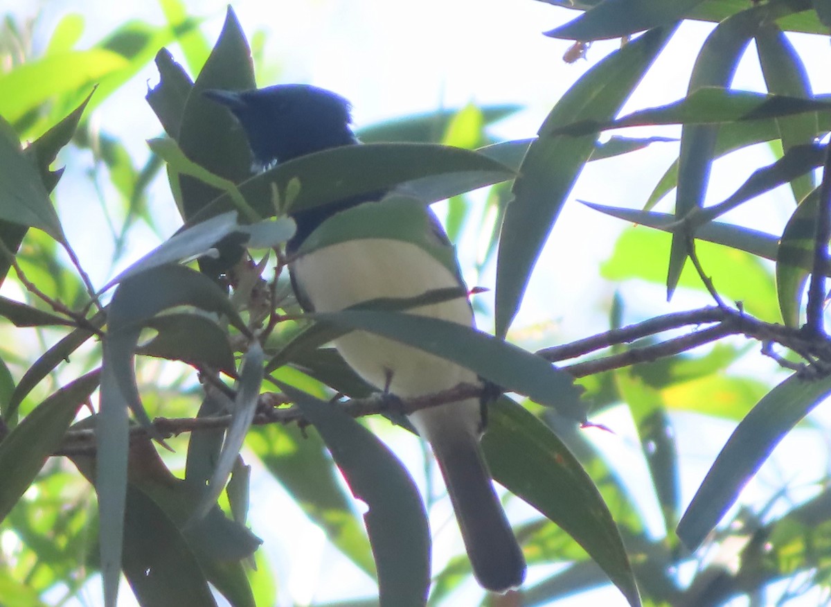 Leaden Flycatcher - ML324706411