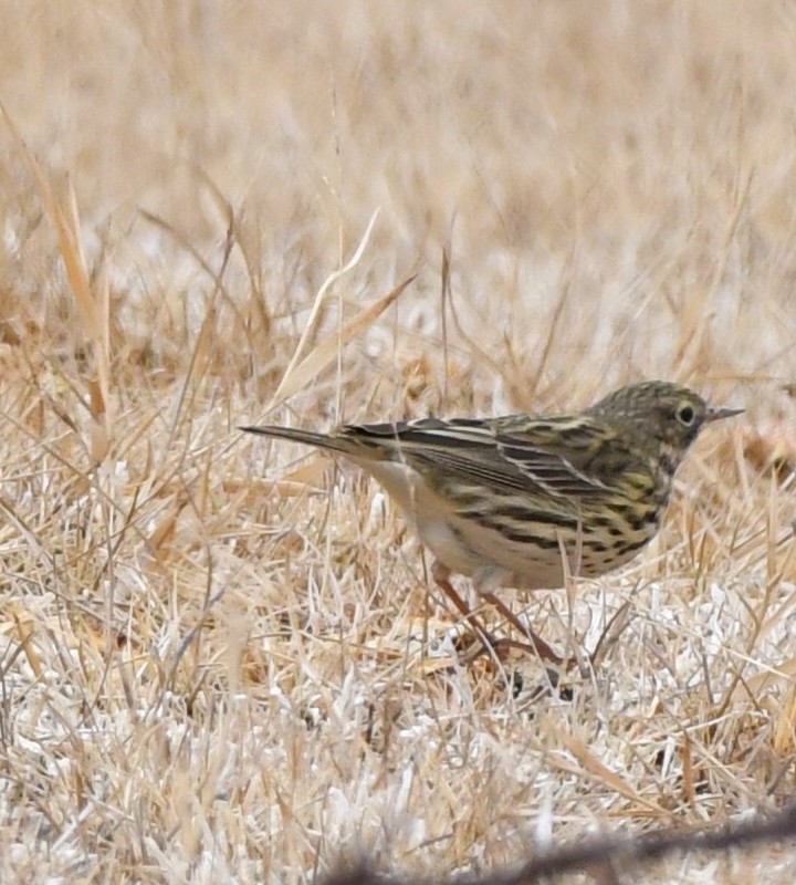 Meadow Pipit - ML324709331