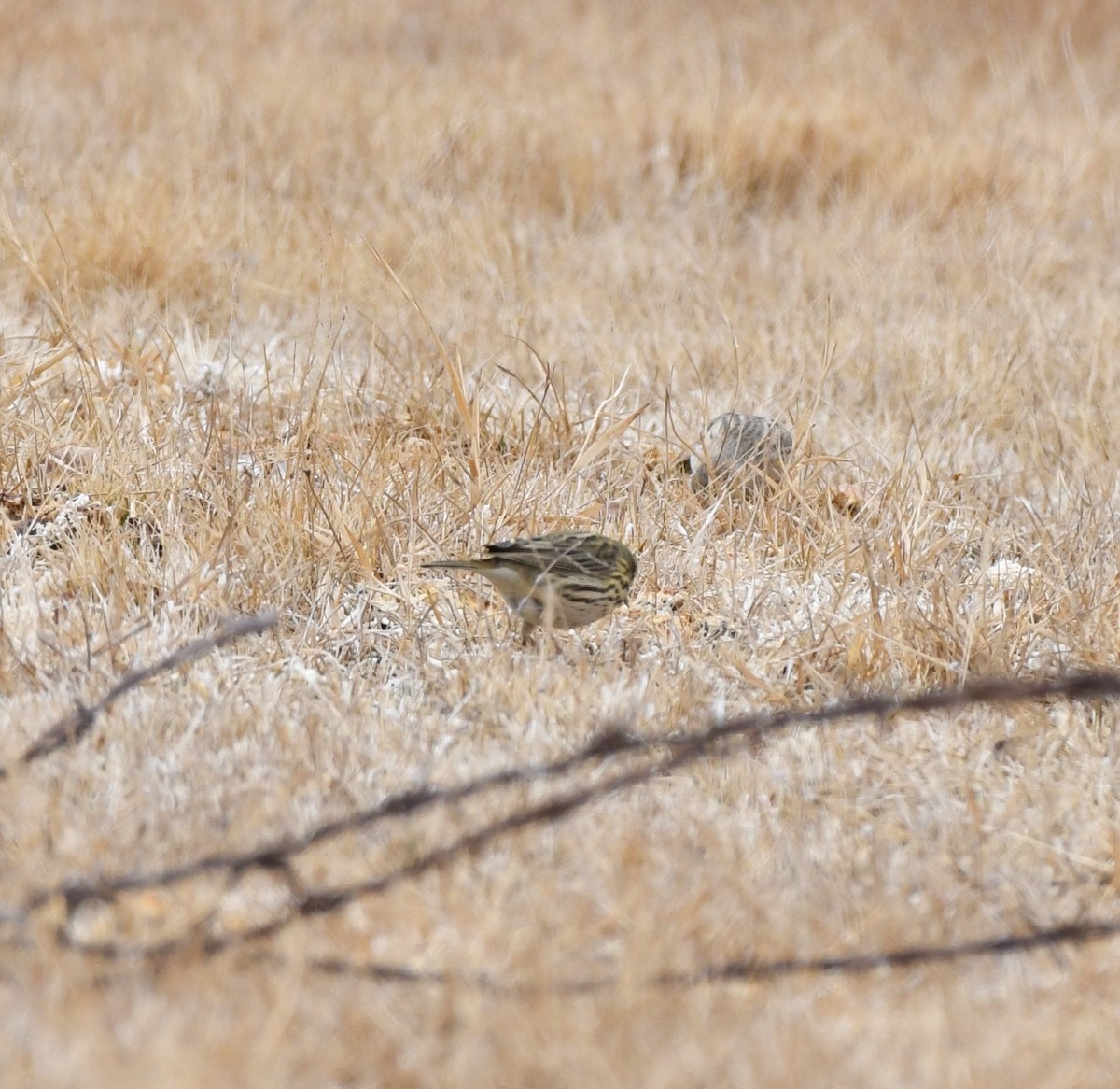 Meadow Pipit - ML324709611
