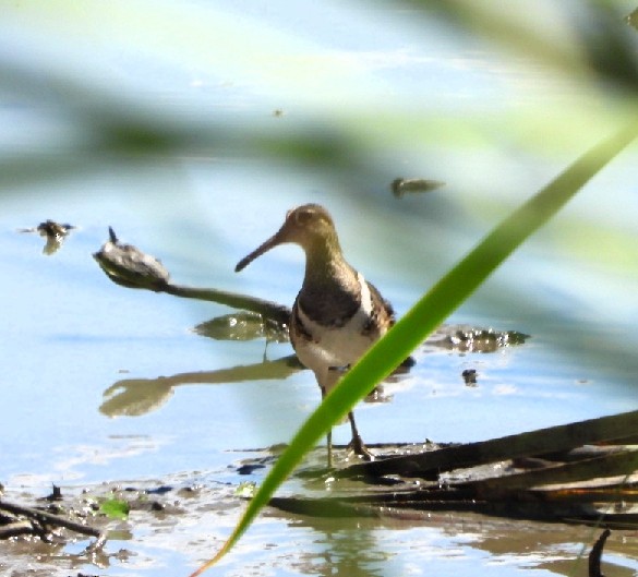 Greater Painted-Snipe - ML324711111