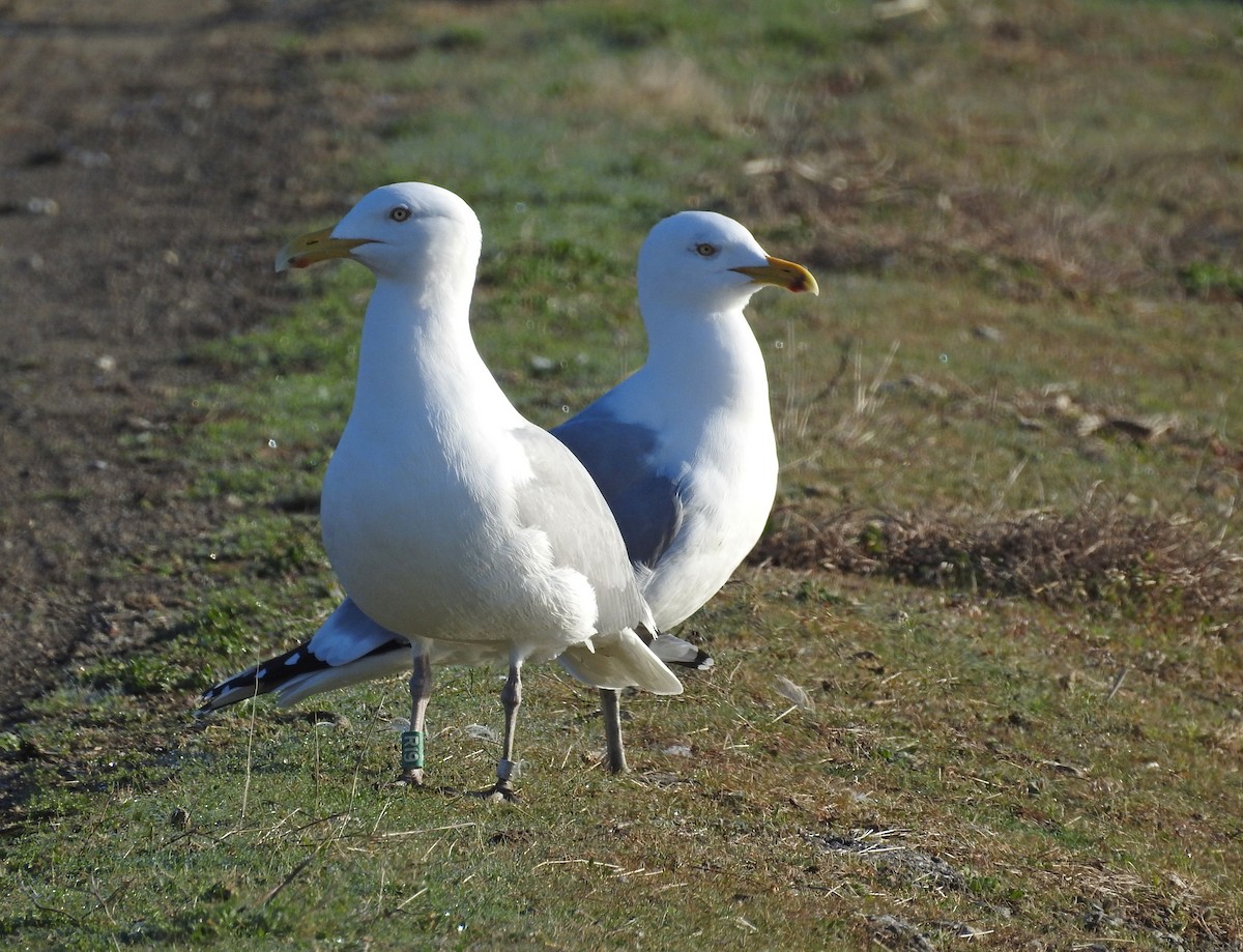 Goéland argenté - ML324711241